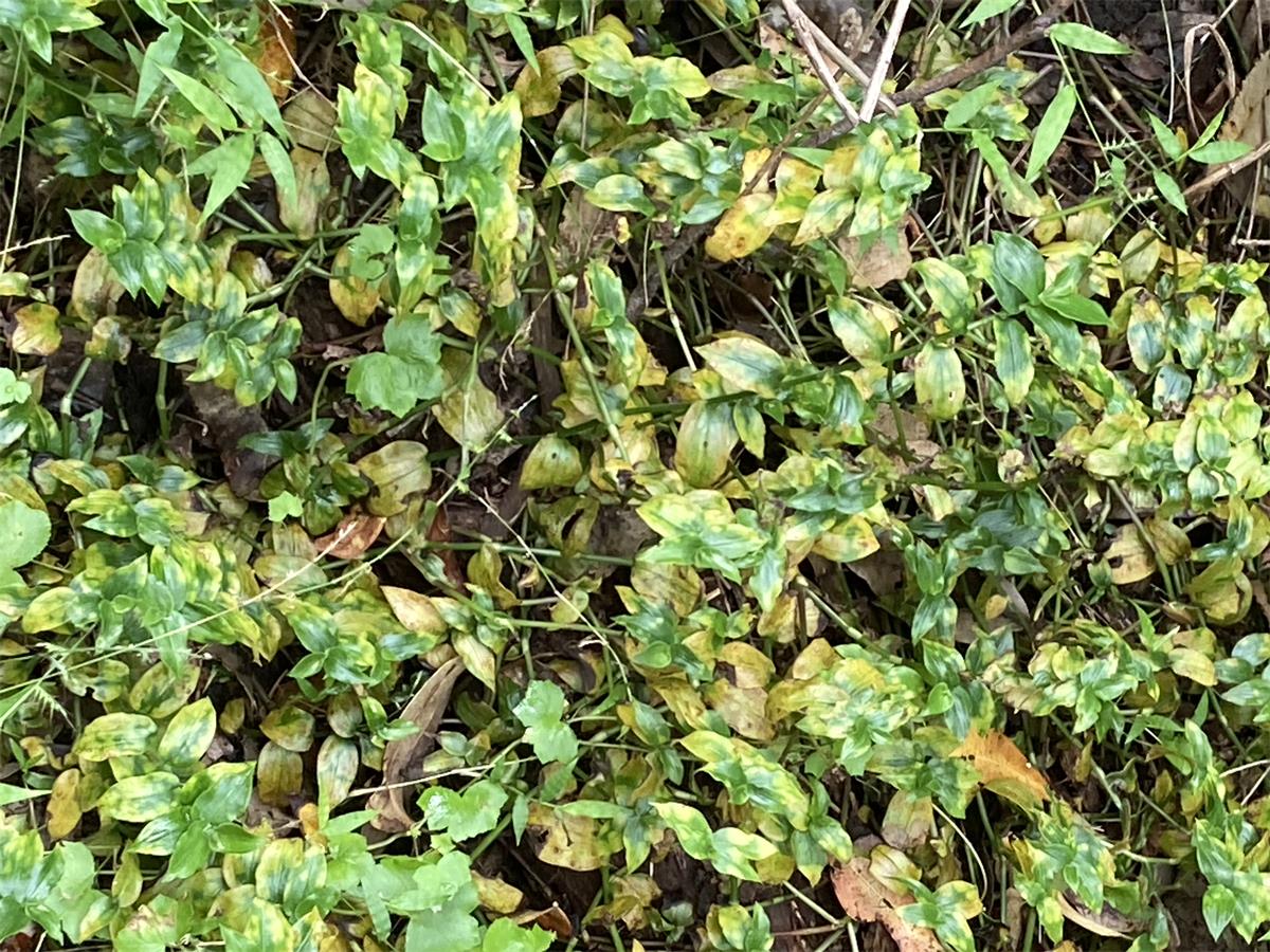 At North Narrabeen, beside Mullet Creek. Trad Smut released October 2020, this image February 2022